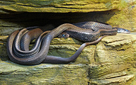 Black Racer Snakes (Coluber constrictor)
